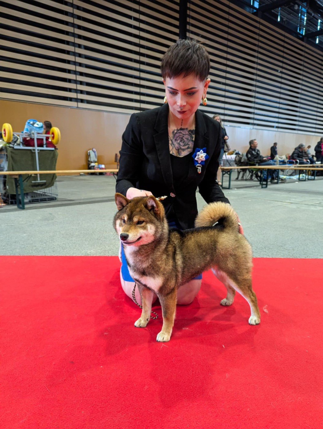 V' kazu no oko Nihon No Inu