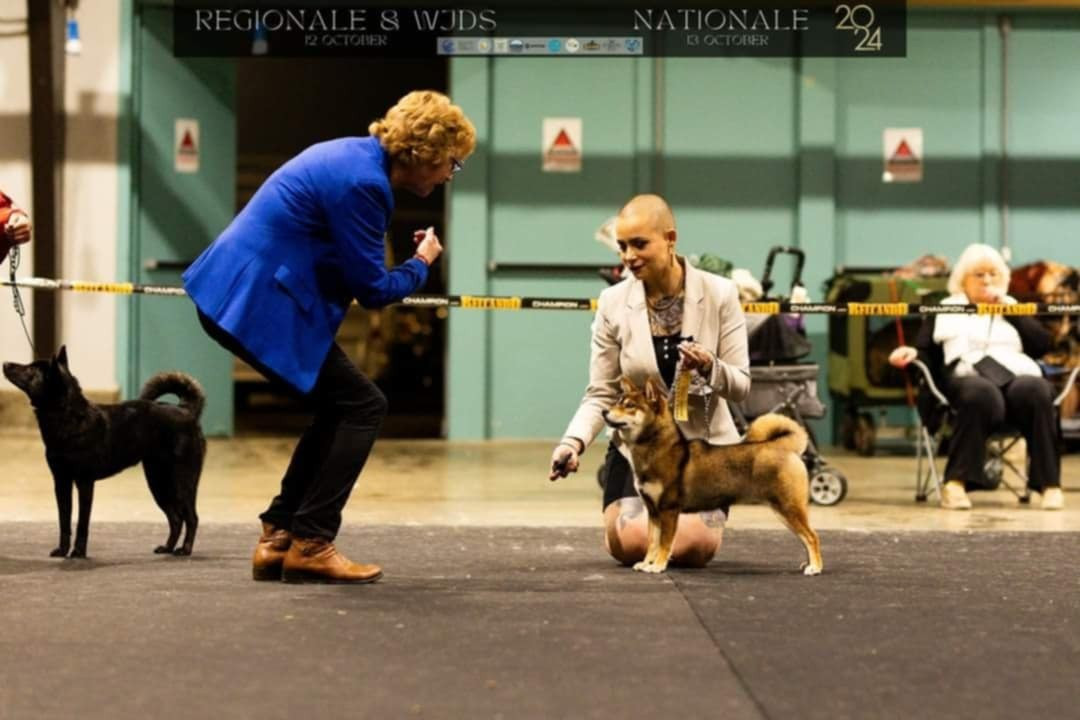 V' kazu no oko Nihon No Inu