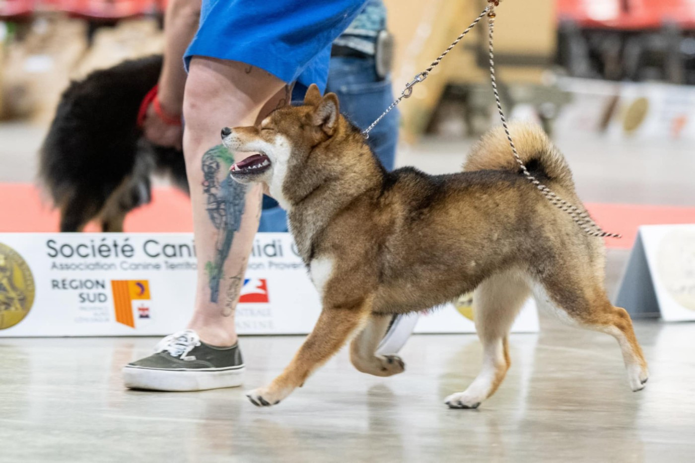 V' kazu no oko Nihon No Inu