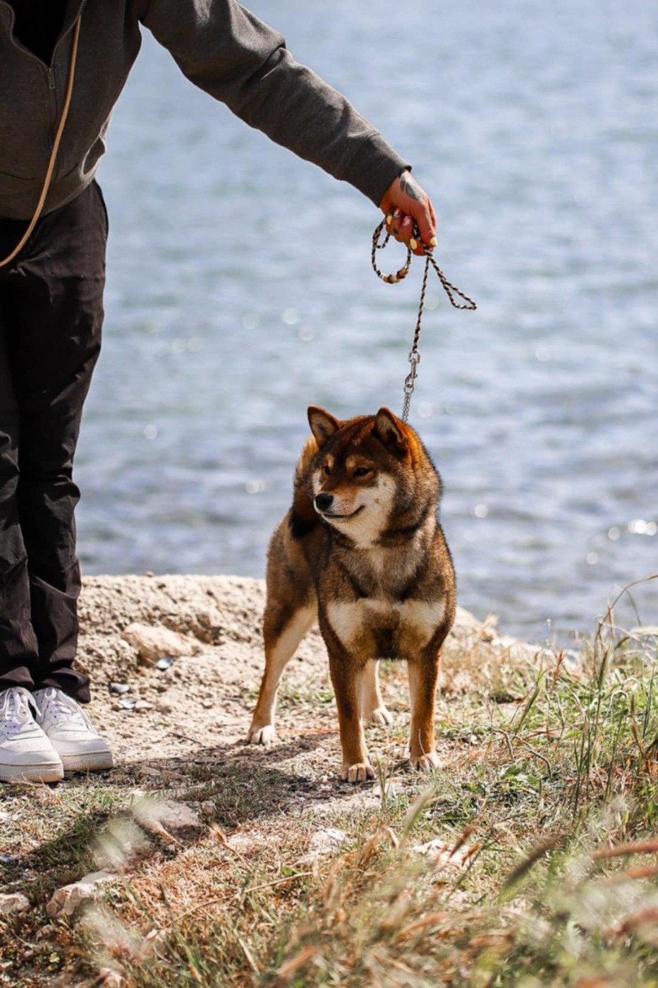 V' kazu no oko Nihon No Inu