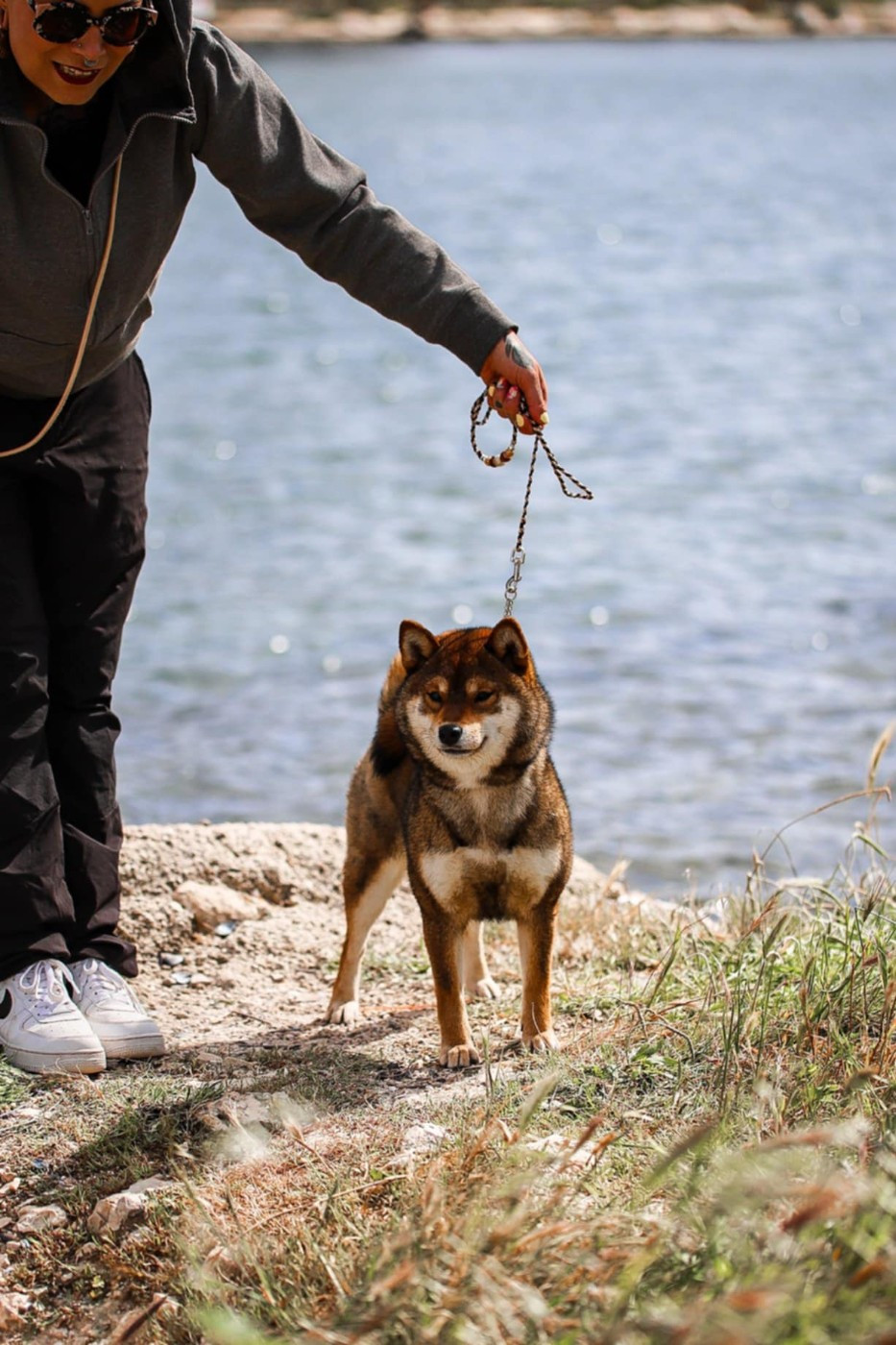 V' kazu no oko Nihon No Inu