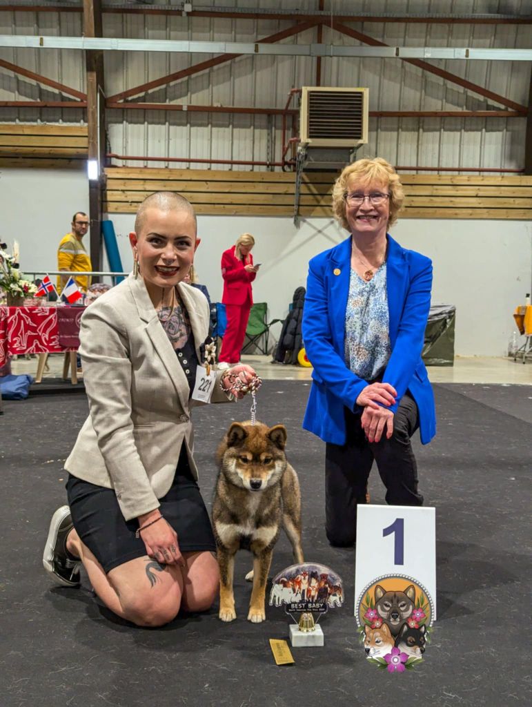 V' kazu no oko Nihon No Inu