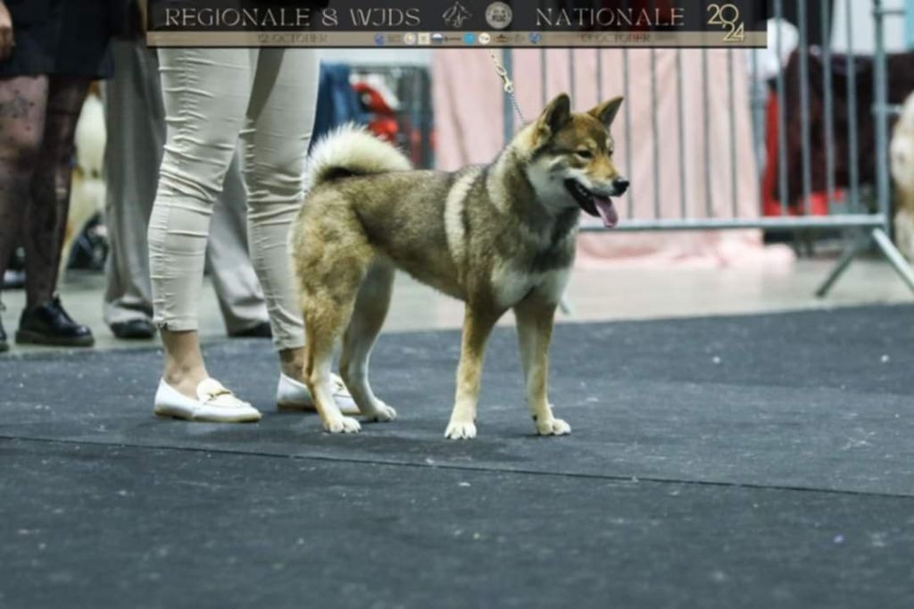 V' minomi - saori Nihon No Inu