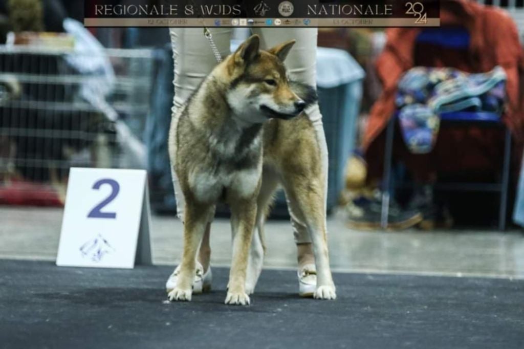 V' minomi - saori Nihon No Inu