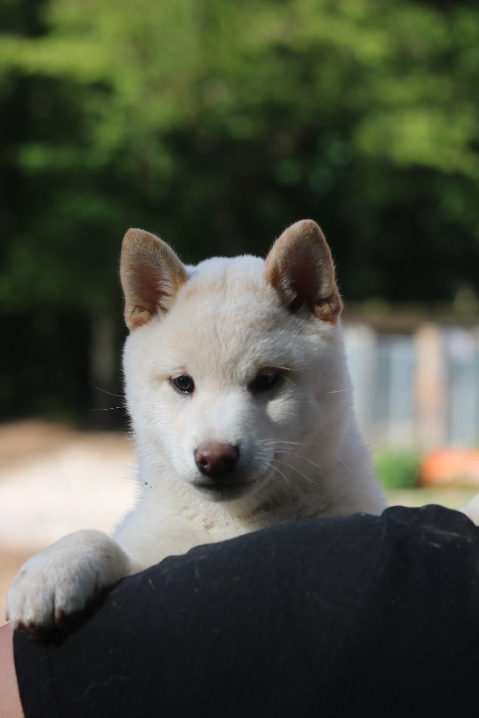 Shiba - Nihon No Inu