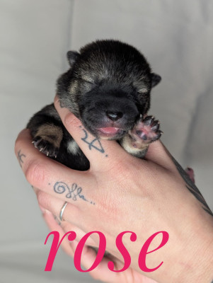 Les chiots de Shikoku