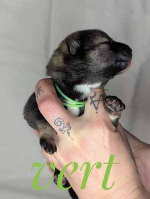 Les chiots de Shikoku