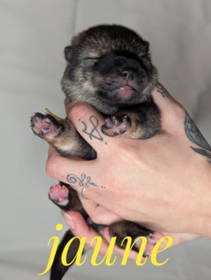 Les chiots de Shikoku