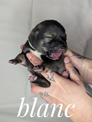 Les chiots de Shikoku