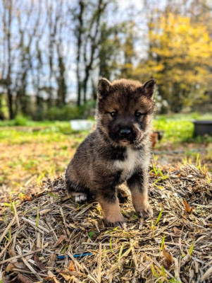 Les chiots de Shikoku