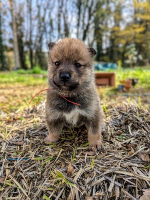 Les chiots de Shikoku