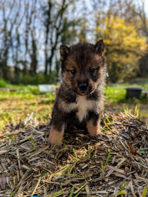 Les chiots de Shikoku