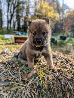 Les chiots de Shikoku