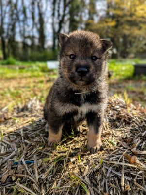 Les chiots de Shikoku