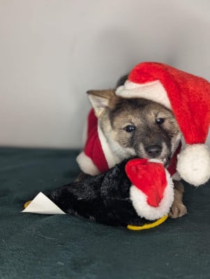 Les chiots de Shikoku