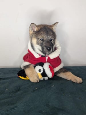 Les chiots de Shikoku