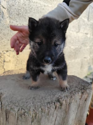 Les chiots de Shikoku