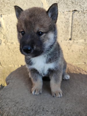 Les chiots de Shikoku