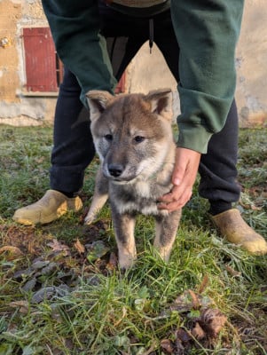 Les chiots de Shikoku
