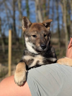 Les chiots de Shikoku