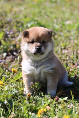 Les chiots de Shiba