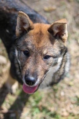 Les chiots de Shikoku
