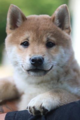 Les chiots de Shiba