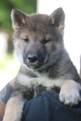 Les chiots de Shikoku