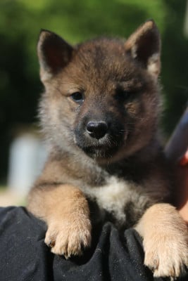 Les chiots de Shikoku