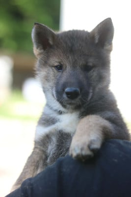 Les chiots de Shikoku