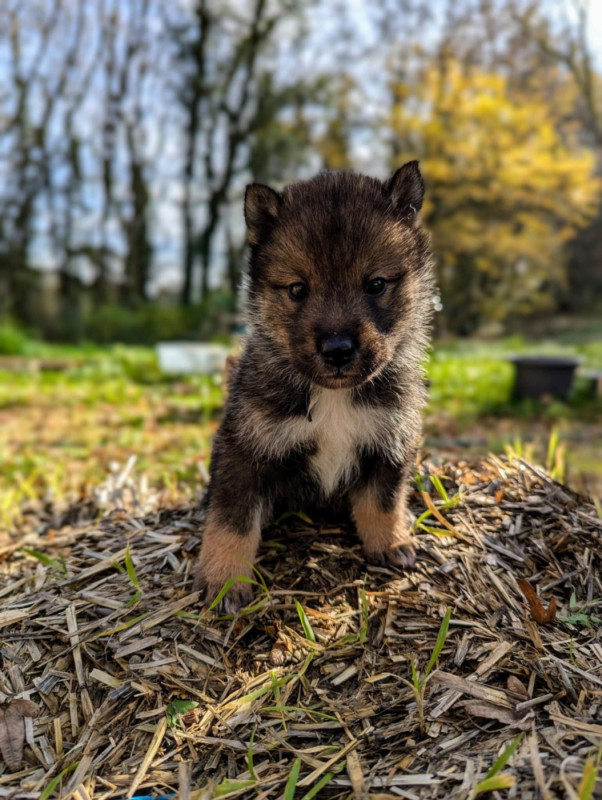 Shikoku - Nihon No Inu