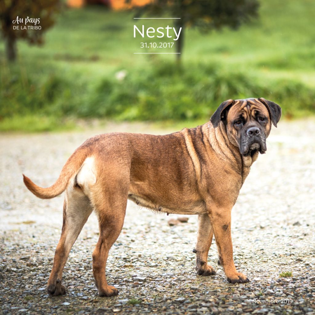 Publication : Du Pays De La Tribo