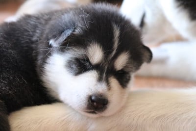 Les chiots de Siberian Husky