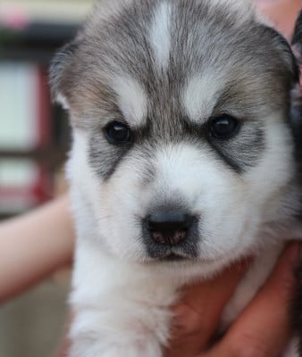Les chiots de Siberian Husky