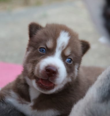 Les chiots de Siberian Husky