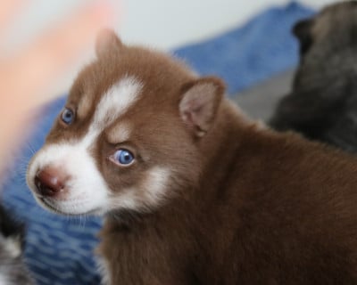 Les chiots de Siberian Husky
