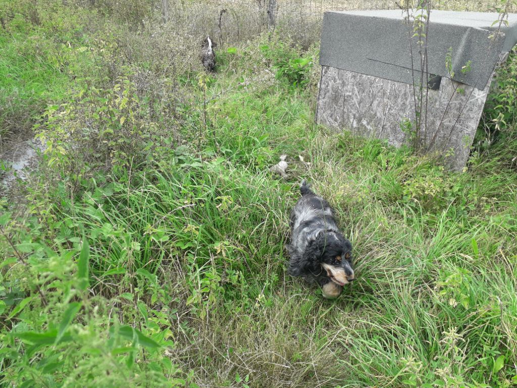 TR. Lolotte Des terres froides - 2ème EXCELLENT