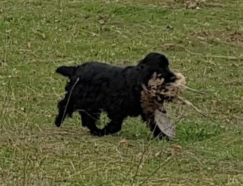 TR. Jildun de Lann-er-Marh - TB