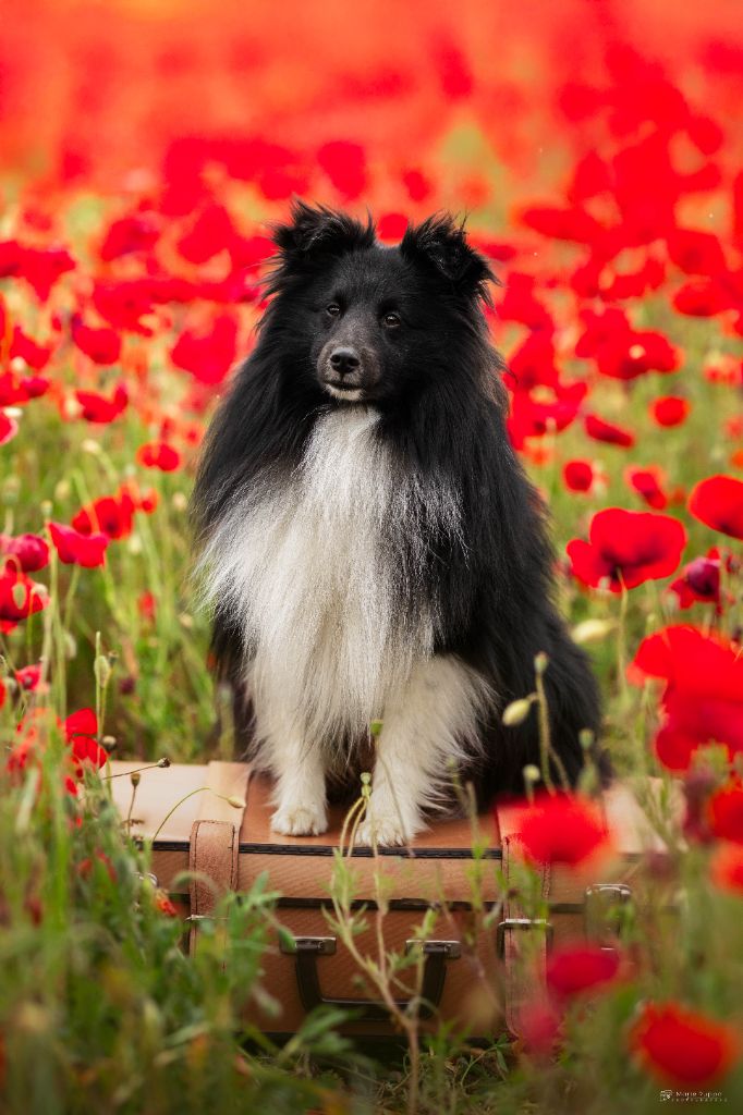 Publication : (Sans Affixe)