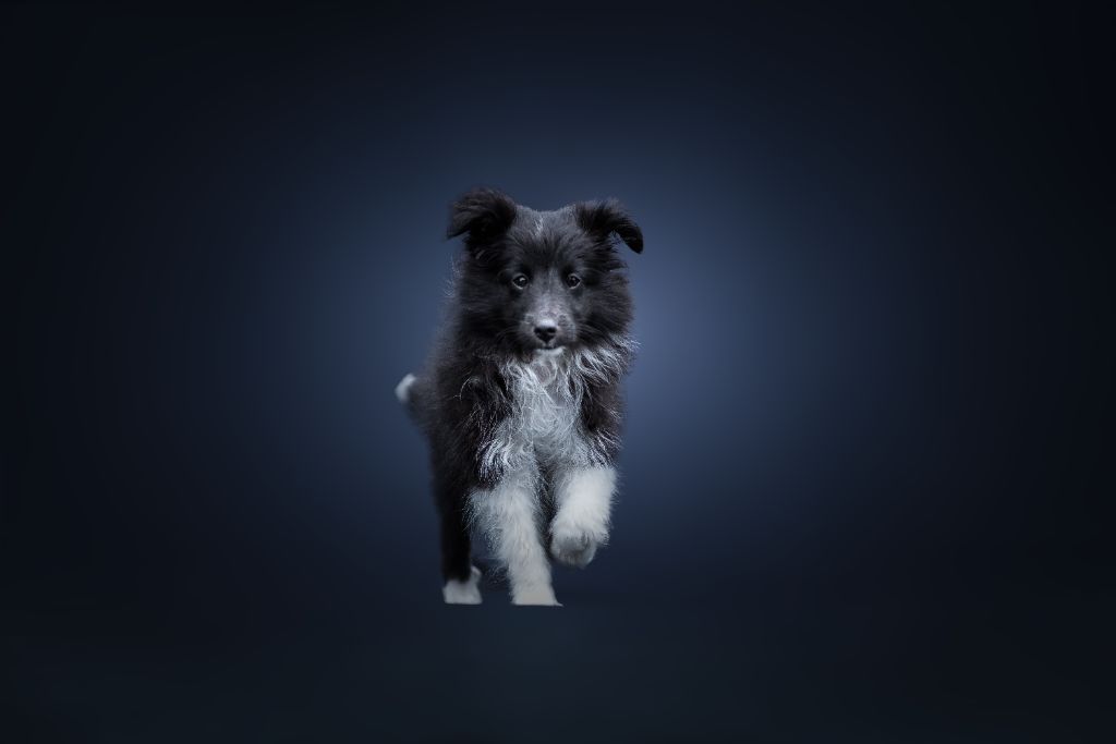 Publication : (Sans Affixe)