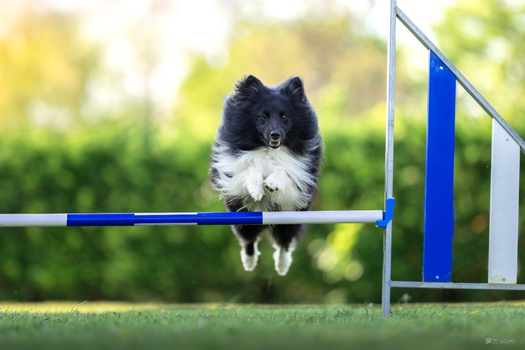 Publication : (Sans Affixe)