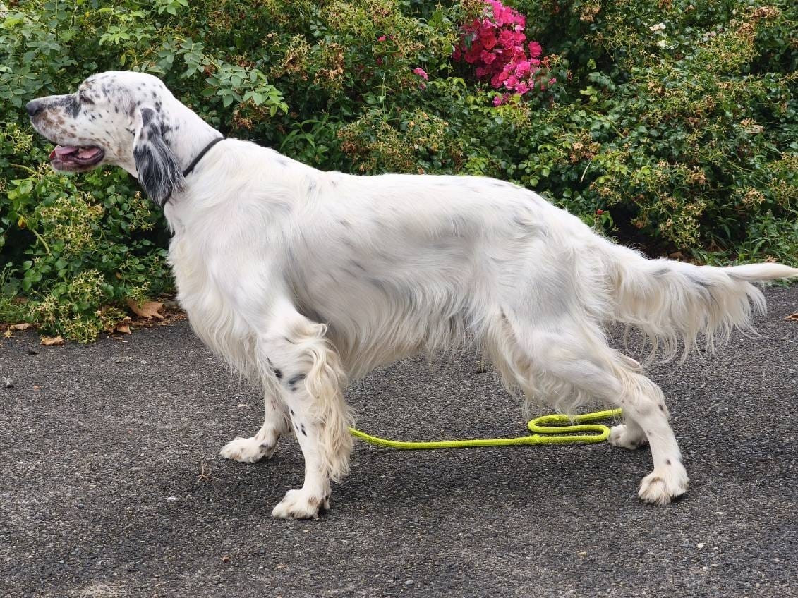 Publication : Des Belles De L'Adour