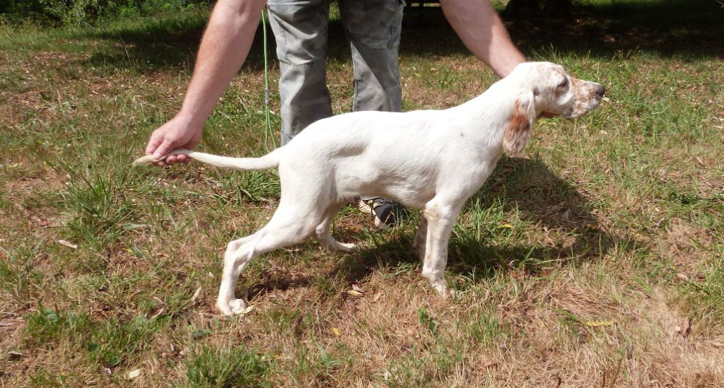 Publication : Des Belles De L'Adour Auteur : Elevage des Belles de l'Adour