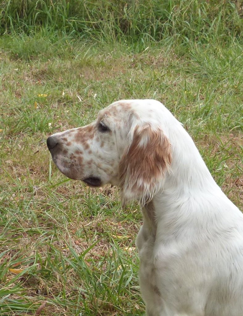 Publication : Des Belles De L'Adour Auteur : Elevage des Belles de l'Adour