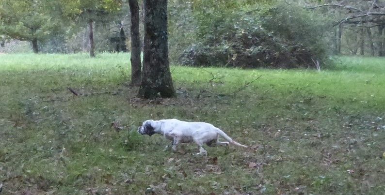 Publication : Des Belles De L'Adour Auteur : Elevage des Belles de l'Adour