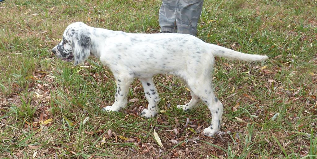 Publication : Des Belles De L'Adour Auteur : Elevage des Belles de l'Adour