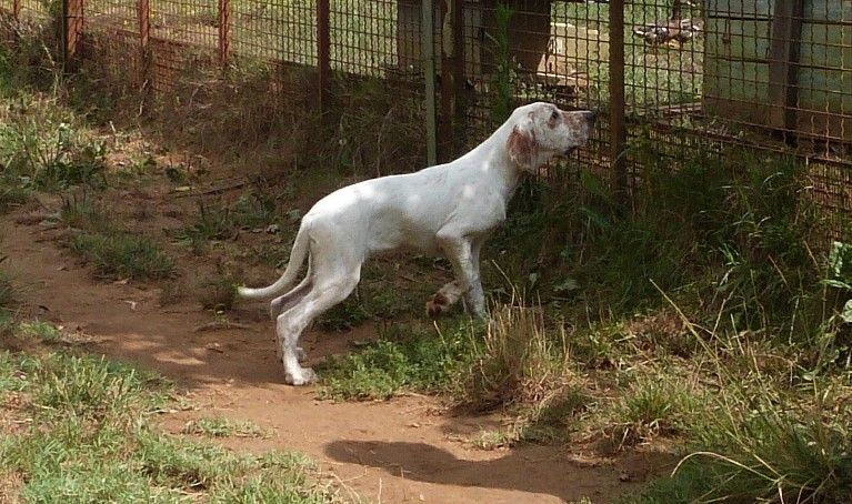 Publication : Des Belles De L'Adour Auteur : Elevage des Belles de l'Adour