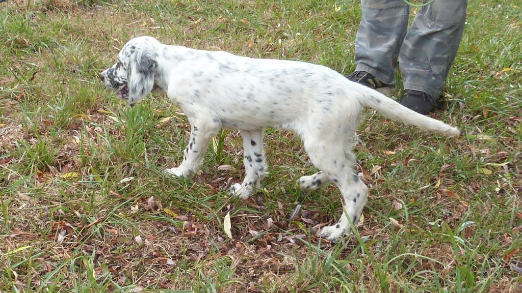 Publication : Des Belles De L'Adour Auteur : Elevage des Belles de l'Adour