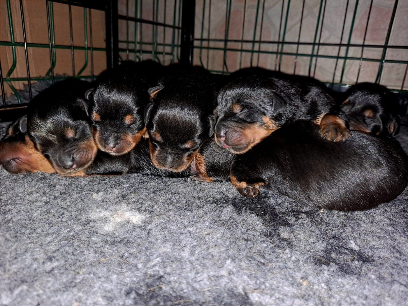 CHIOT 7 - Rottweiler