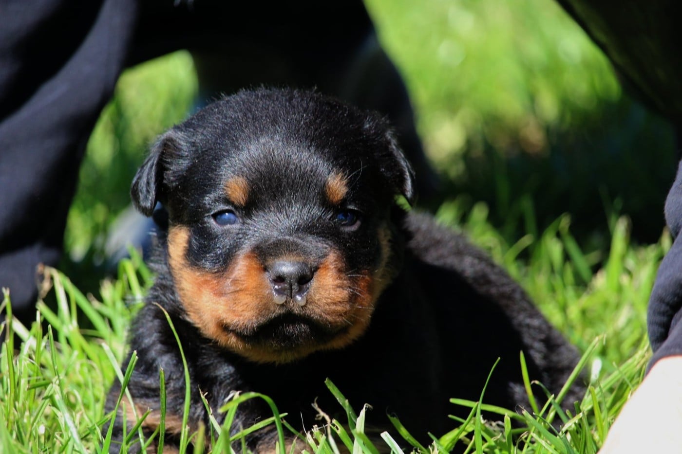 Rottweiler - Lectro Squad